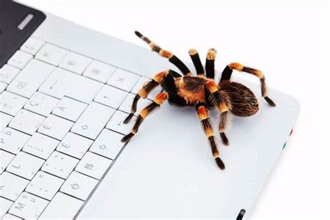 快速吸引蜘蛛爬行网站的10个技巧_超级蜘蛛查