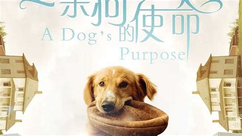 《一条狗的使命 英文原版 A Dog