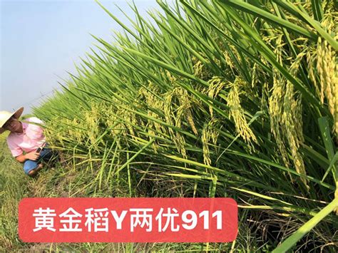 淮稻28水稻品种简介，粳型常规水稻品种 - 新三农