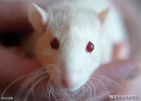 1960年属鼠是什么命 出生在农历庚子年的老鼠有什么好处