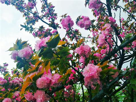 【花团锦簇摄影图片】生态摄影_太平洋电脑网摄影部落