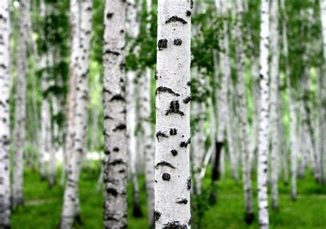 白色树皮纹理高清摄影大图-千库网