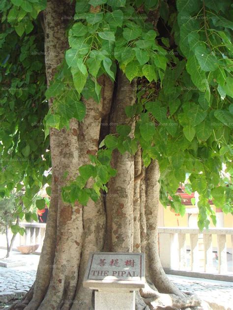 上海常见的行道树,上海路边常见的树,上海常见的行道树图片_大山谷图库