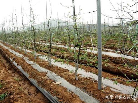 果树春季肥水管理技术 - 果树种植技术 - 新农资360网|土壤改良|果树种植|蔬菜种植|种植示范田|品牌展播|农资微专栏