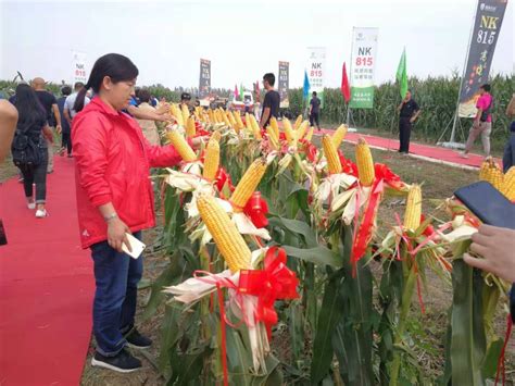 京津冀5年联审推广玉米新品种7个-千龙网·中国首都网