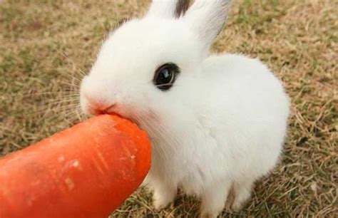 当兔子吃完草莓后
