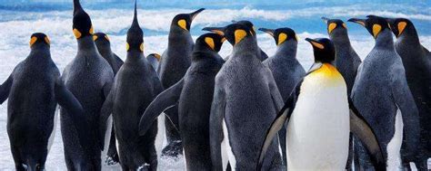 企鹅,海滩,博得斯海滩,非洲企鹅,开普半岛,不能飞的鸟,南非,动物学,水,水平画幅摄影素材,汇图网www.huitu.com