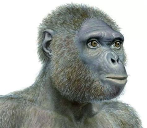 人类的起源：人猿篇——猿猴是怎样向人类进化的|猿猴|古猿|化石_新浪新闻
