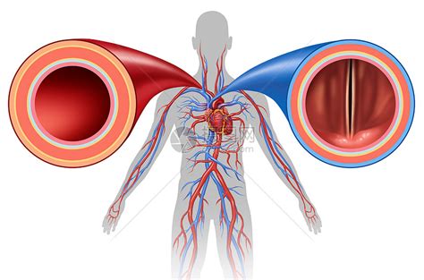 228.心脏的外形和血管 (后面观)-动态人体解剖-医学