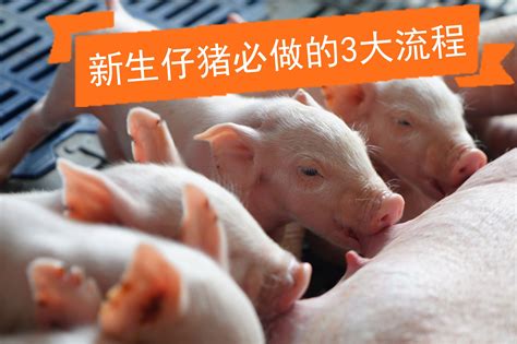 养猪成本增加！豆价涨至5345元/吨，外购仔猪育肥市场风险加大_凤凰网视频_凤凰网