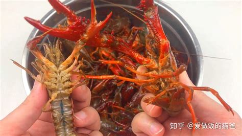 小龙虾的做法,小龙虾做法的种类,小龙虾的营养价值,小龙虾不能和什么一起吃_齐家网