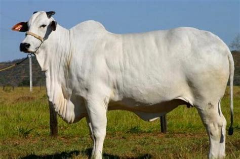 世界十大肉牛品种，安格斯牛上榜，利比赞牛仅排第三_排行榜123网