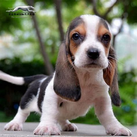 纯种拉布拉多犬幼犬狗狗出售 宠物拉布拉多犬可支付宝交易 拉布拉多犬 /编号10100902 - 宝贝它