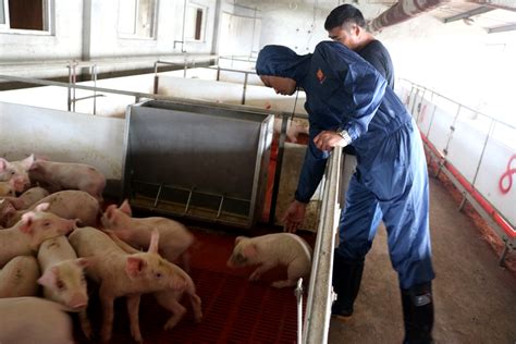 世界第一养猪大国：养猪比养人还认真，连中国都要进口猪肉__财经头条