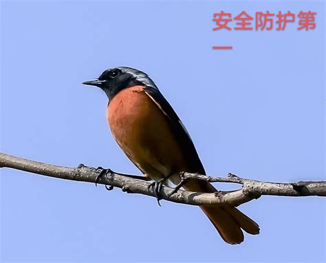 1400多种中国鸟，你认识多少？_凤凰网
