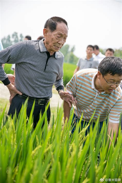 袁隆平“超级稻”再创单产世界纪录 最高亩产量达1181公斤_河南频道_凤凰网