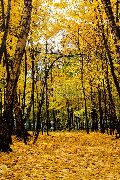 森林晴朗的秋天黄叶地毯高清图片下载-正版图片507310998-摄图网