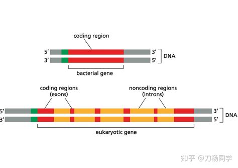 真核生物基因转录的基本过程和－模型_挂云帆