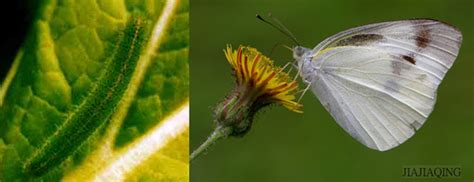 云粉蝶 Pontia edusa - 物种库 -藏东南动物资源综合考查与重要类群资源评估