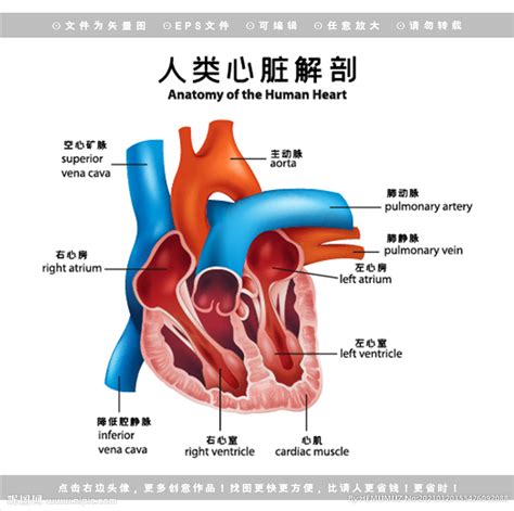 人体心脏图片_人体心脏素材_人体心脏高清图片_摄图网图片下载