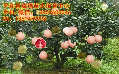 重庆适合种植50种果树,重庆农村适合种植什么,适合北方种植的果树_大山谷图库