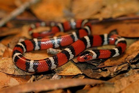科学网—如果你是一条蛇，如何杀死另一条蛇 - 赵序茅的博文