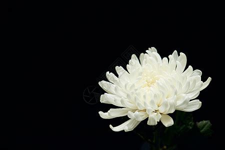 黄菊花的花语是什么？黄菊花的寓意和象征-花卉百科-中国花木网