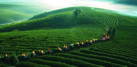 加强春季茶园管护 西海岸新区助力茶产业提质增效凤凰网青岛_凤凰网