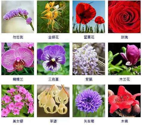 常见花的图片和名字,常见的花名字及图片,常见的花花名(第2页)_大山谷图库