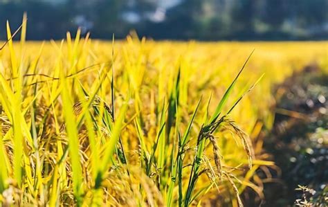 杂交水稻的意义-农百科