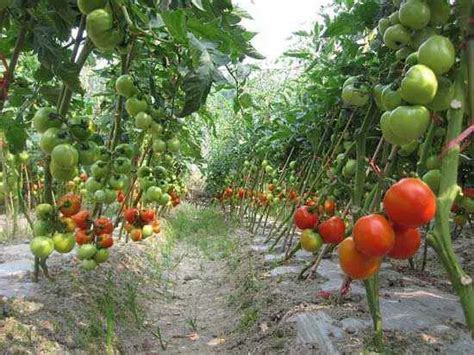 番茄无土栽培的形式有哪些？需要选用那些设施？ - 知乎