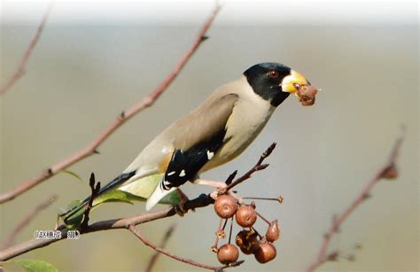 西溪湿地鸟类科普：二十八期黑尾蜡嘴雀 - 中国自然保护区生物标本资源共享平台