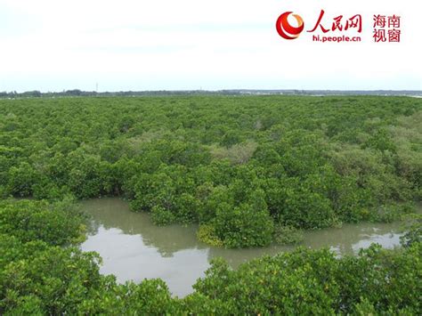 儋州“一创五建”优化环境 将建儋州湾湿地公园 园林资讯