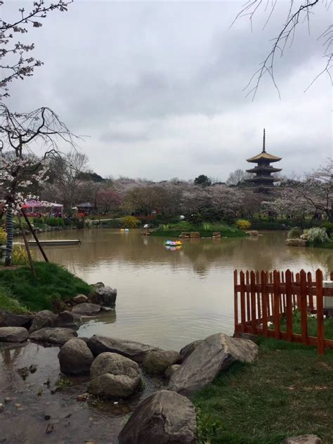 武汉东湖樱花园，此时樱花盛开，如梦似幻_沙鸥188_新浪博客