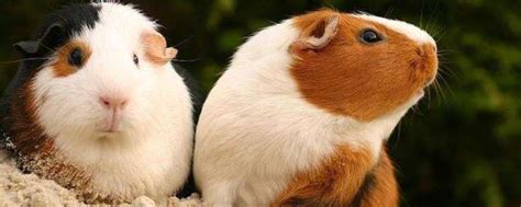 荷兰猪最大能长多大（秘鲁巨型豚鼠介绍） - 胖萌舍宠物网