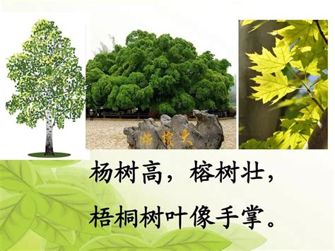 树的名字及图片介绍,花的图片名字及介绍,各种树图片及名称图片_大山谷图库