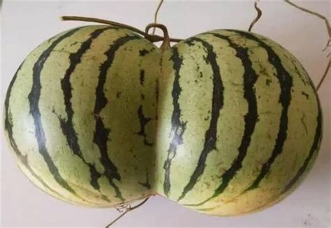 果农种出了“连体西瓜”，两个西瓜长在了一起，切开后像红心
