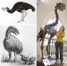 鸵鸟是当今最大鸟类，恐鸟比它大很多，象鸟更大，却还不是最大的