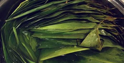 粽叶包粽子的大号粽子叶大叶真空包装新鲜粽子叶子竹叶棕叶子免邮-阿里巴巴