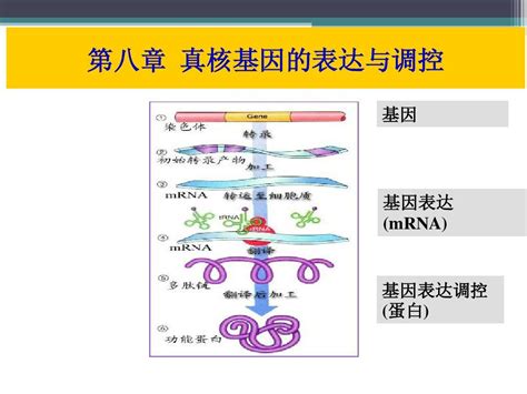 北京大学第一医院儿科熊晖教授团队鉴定神经遗传病新致病基因-健康界