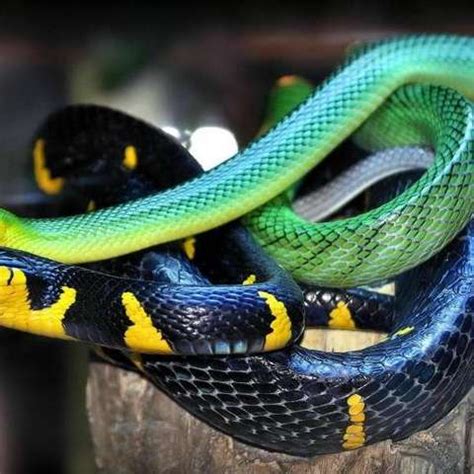 无毒爬行动物水蛇|水蛇|爬行动物|亚种_新浪新闻