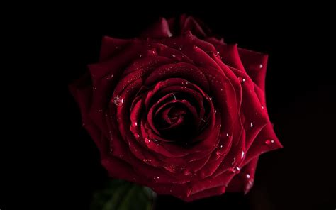 植物绽放的美丽红色玫瑰背景图片免费下载 - 觅知网