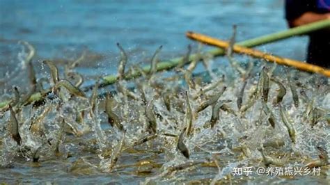 水产虾类养殖海鲜餐饮生鲜河鲜虾养殖户场景图片-包图网
