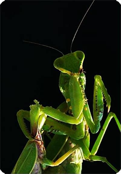 螳螂幼虫吃什么，螳螂是益虫还是害虫-农百科