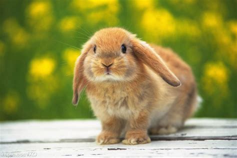 可爱又仙气微信昵称兔子 带兔子的好听的网名_知秀网
