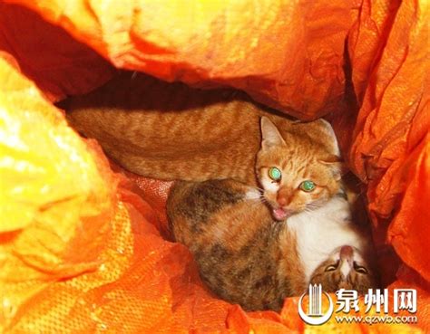 猫沙发垫的抓猫用品板保护保护套器盖护套耐磨保护猫爪布爪磨磨窝-阿里巴巴