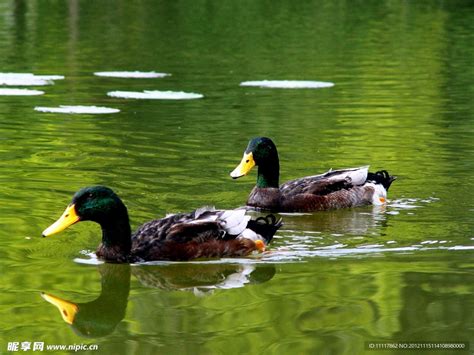 野鸭和绿头鸭在草坪上图片-草坪上的野鸭和绿头鸭素材-高清图片-摄影照片-寻图免费打包下载
