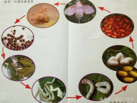蚕宝宝的生长过程详解（附图片） - 种植研究