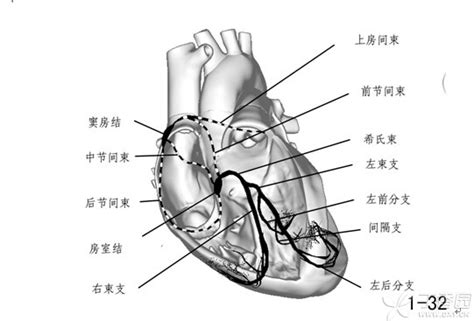 心脏解剖笔记：左房左室篇
