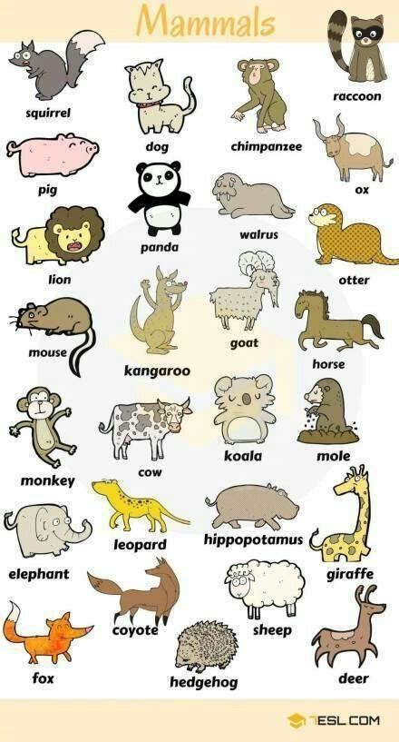 动物英文名大全，图文对照，让你一眼记住各种动物的英文表达！__财经头条